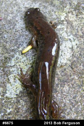 Northern Dusky Salamander
