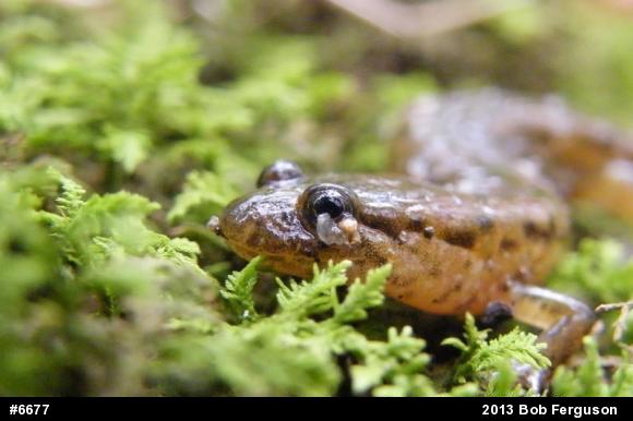 Northern Dusky Salamander