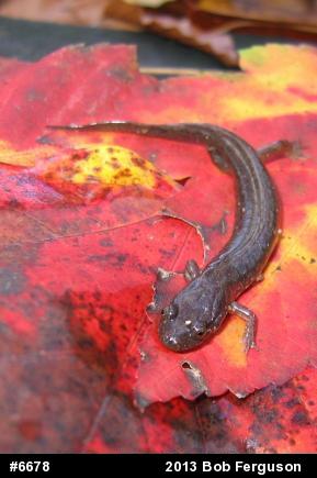 Northern Dusky Salamander