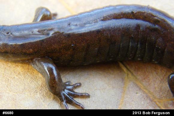 Northern Dusky Salamander