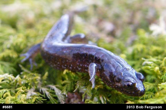 Northern Dusky Salamander