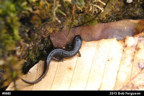 Northern Dusky Salamander