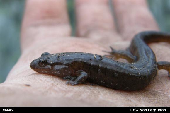 Northern Dusky Salamander