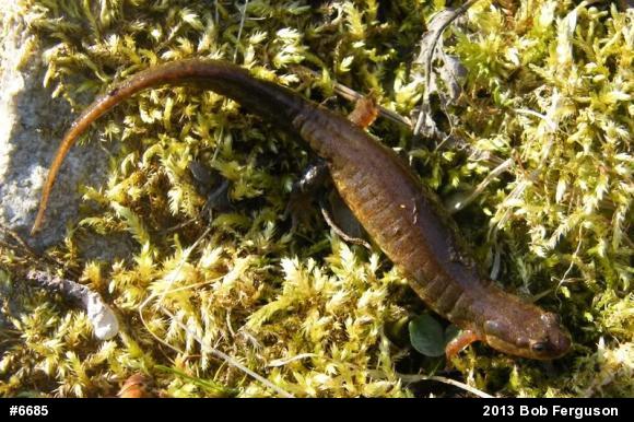 Northern Dusky Salamander