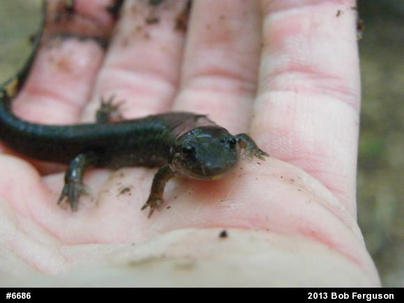 Northern Dusky Salamander