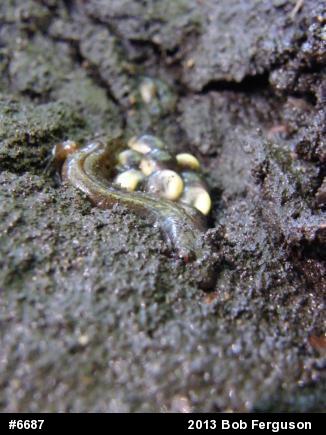 Northern Dusky Salamander