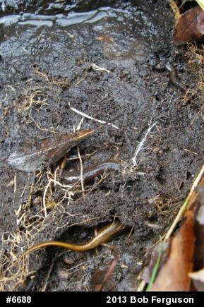 Northern Dusky Salamander