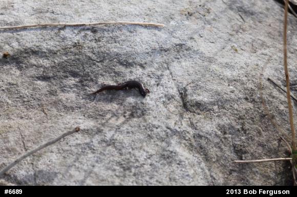 Northern Dusky Salamander