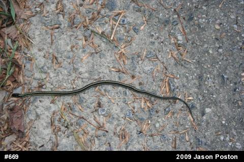 Eastern Gartersnake