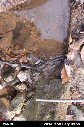 Northern Dusky Salamander