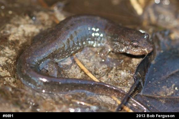 Northern Dusky Salamander