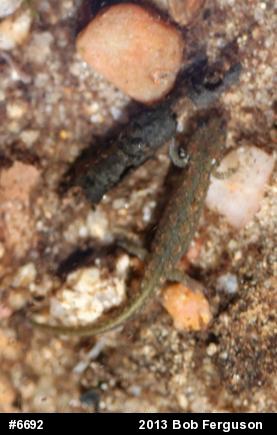Northern Dusky Salamander