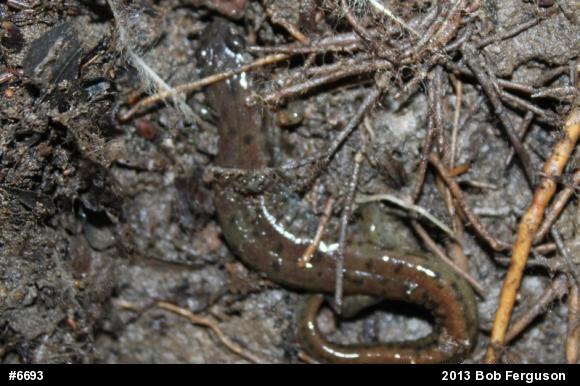 Northern Dusky Salamander