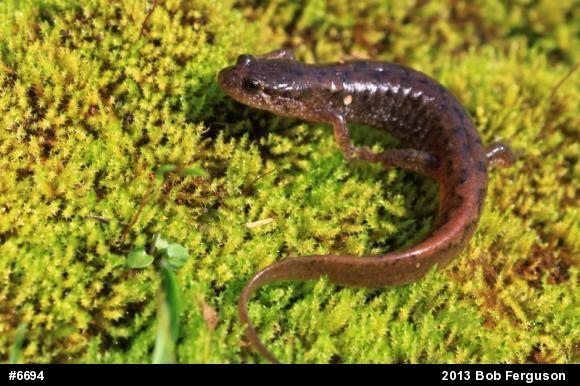 Northern Dusky Salamander