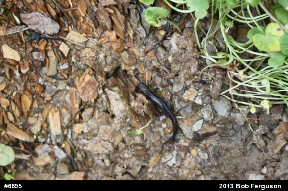 Northern Dusky Salamander