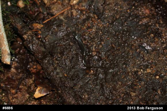 Northern Dusky Salamander