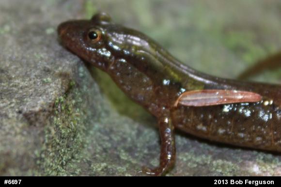 Northern Dusky Salamander