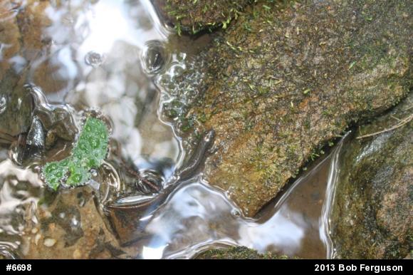 Northern Dusky Salamander