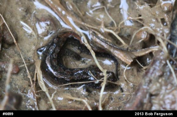Northern Dusky Salamander