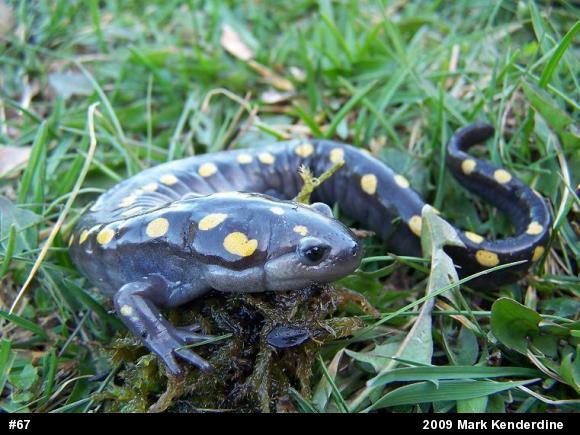 Spotted Salamander