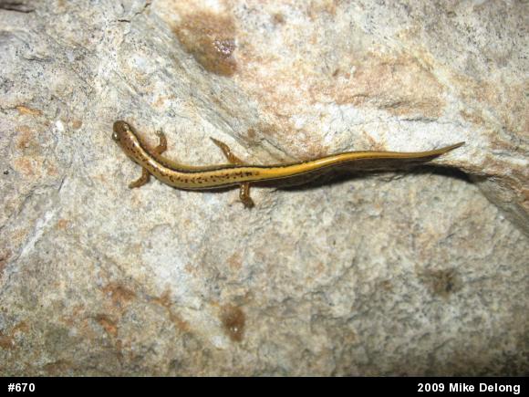Northern Two-lined Salamander