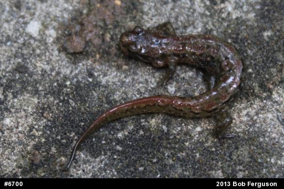 Northern Dusky Salamander