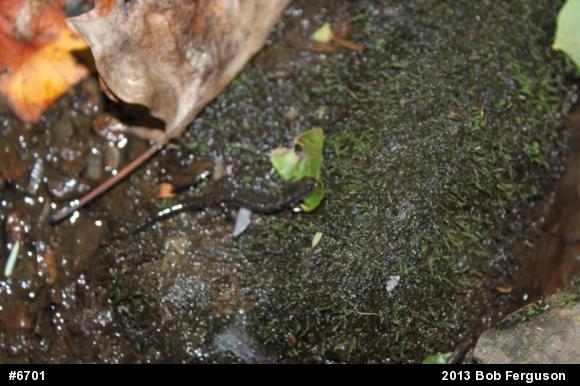 Northern Dusky Salamander