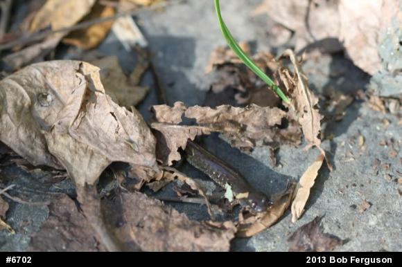 Northern Dusky Salamander