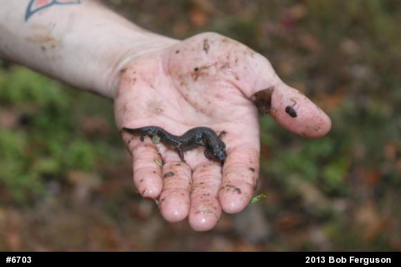 Northern Dusky Salamander