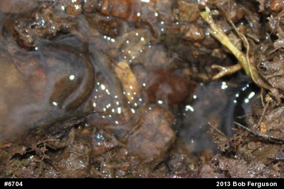 Northern Dusky Salamander