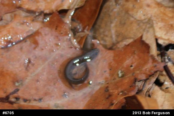 Northern Dusky Salamander