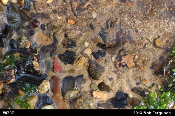 Northern Dusky Salamander