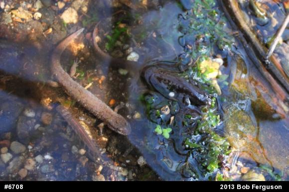 Northern Dusky Salamander