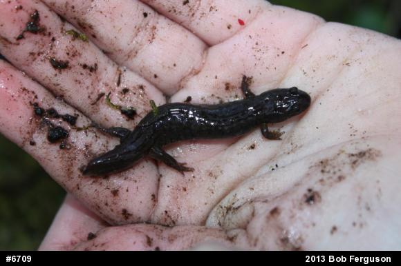 Northern Dusky Salamander