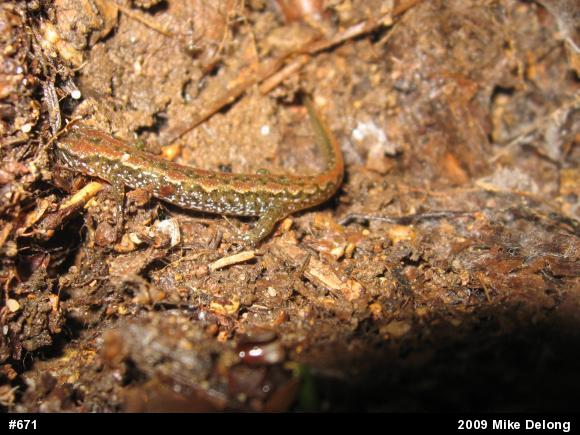 Northern Dusky Salamander