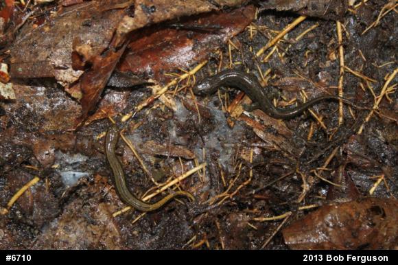 Northern Dusky Salamander