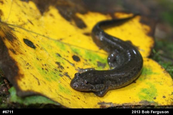 Northern Dusky Salamander