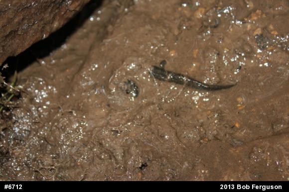 Northern Dusky Salamander
