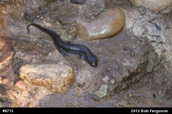 Northern Dusky Salamander