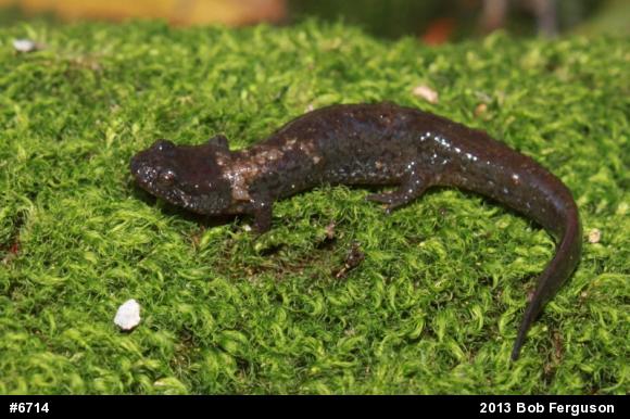 Northern Dusky Salamander