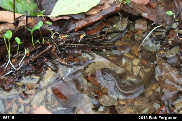 Northern Dusky Salamander