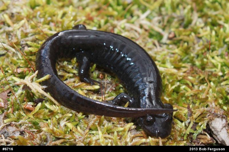 Northern Dusky Salamander