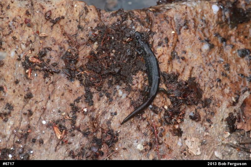 Northern Dusky Salamander