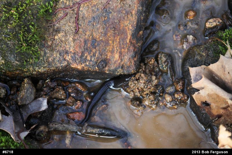 Northern Dusky Salamander