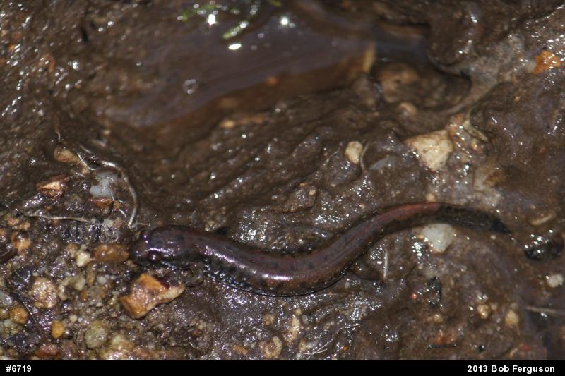 Northern Dusky Salamander