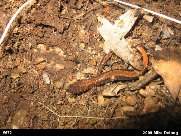 Eastern Red-backed  Salamander