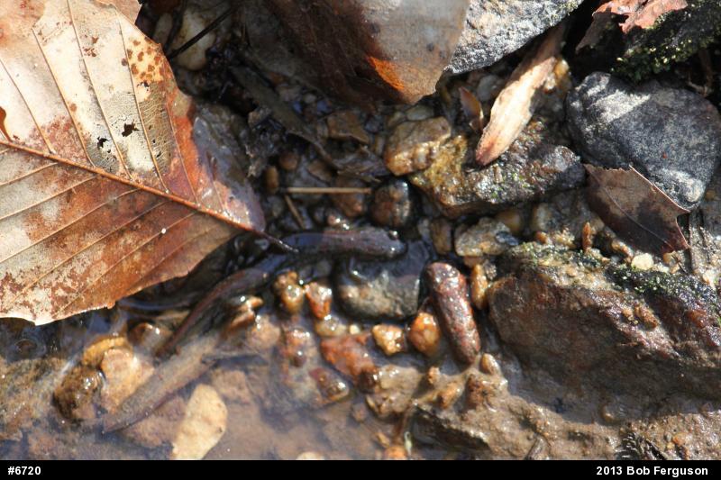 Northern Dusky Salamander