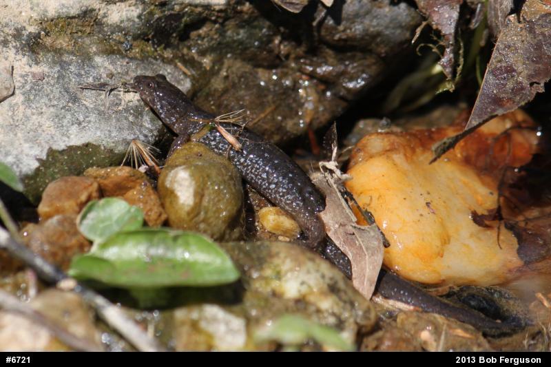 Northern Dusky Salamander