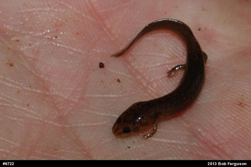 Northern Red Salamander