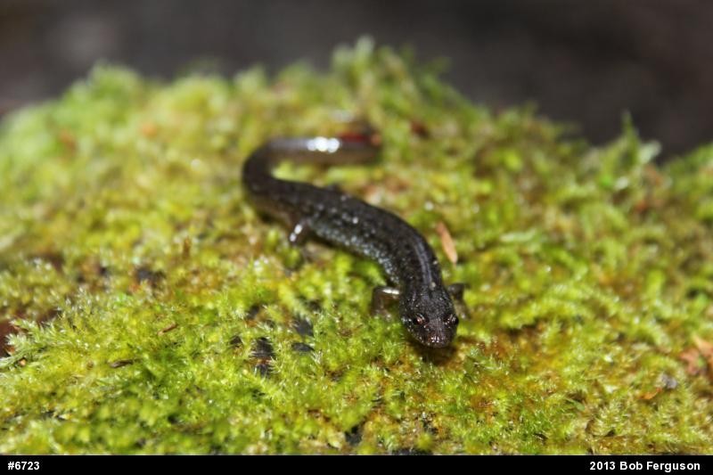 Northern Dusky Salamander